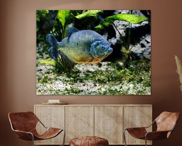 Onderwaterfoto van een piranha van ManfredFotos