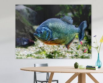 Onderwaterfoto van een piranha van ManfredFotos
