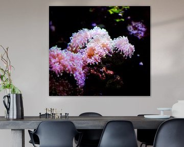 Corals in a seawater aquarium by ManfredFotos