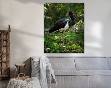 Black stork in the forest by ManfredFotos