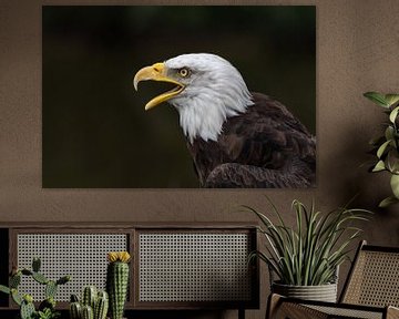 Amerikaanse zee arend van Aandenken in Beeld