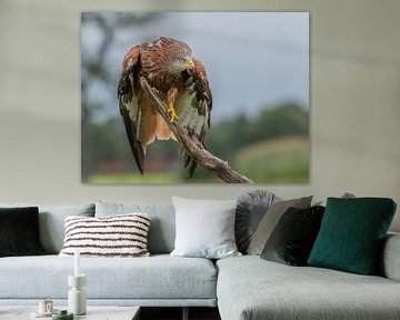 Rode wouw, roofvogel van Aandenken in Beeld