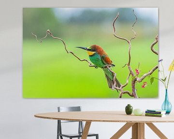 Bijeneter in de natuur van Aandenken in Beeld