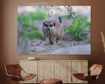 Erdmännchen gehen