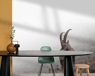 Young ibex in the mountains | wildlife photography | Switzerland by Laura Dijkslag