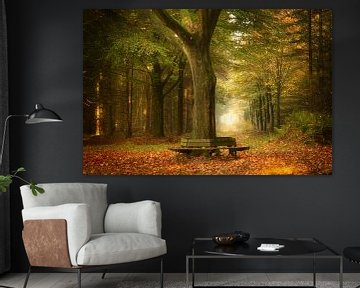 Bench around a tree in the Korteweg forest in autumn colours by KB Design & Photography (Karen Brouwer)