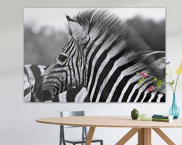 Young Zebra - Africa wildlife, black and white van W. Woyke