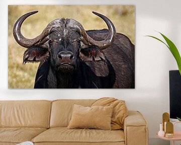 African buffalo - Africa wildlife van W. Woyke