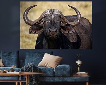 Kaffernbüffel - Afrika wildlife von W. Woyke