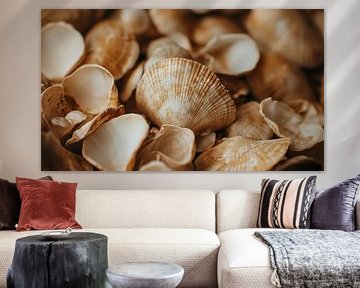 Panorama de coquillages en gros plan