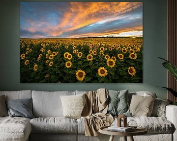 Coucher de soleil doré