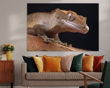 Crested Gecko (Correlophus ciliatus) by Ronald Pol