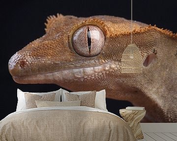 Wimpergekko (Correlophus ciliatus)