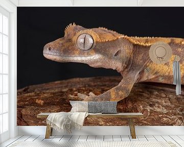 Wimpergekko (Correlophus ciliatus)