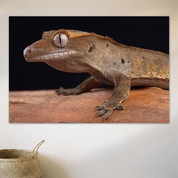Crested Gecko (Correlophus ciliatus)