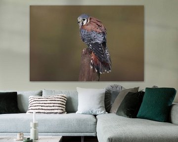 Amerikaanse Torenvalk (Falco sparverius) van Ronald Pol