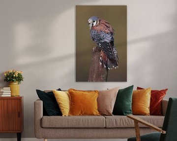 Amerikaanse Torenvalk (Falco sparverius) van Ronald Pol
