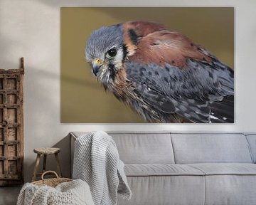 Amerikaanse Torenvalk (Falco sparverius) van Ronald Pol