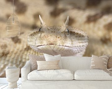 Hoornadder (Cerastes cerastes)