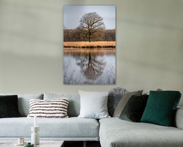 Reflet d'un arbre