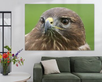 Mäusebussard (Buteo buteo) von Ronald Pol