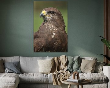Mäusebussard (Buteo buteo) von Ronald Pol
