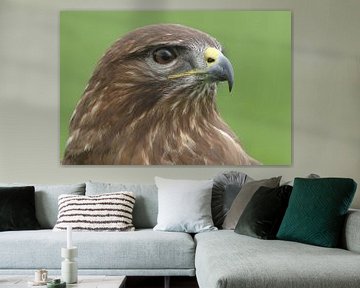Mäusebussard (Buteo buteo) von Ronald Pol