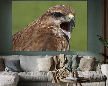 Mäusebussard (Buteo buteo) von Ronald Pol