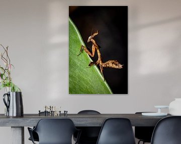 Eine Geistermantis