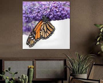 Oranje vlinder op vlinderstruik van Tessa Louwerens
