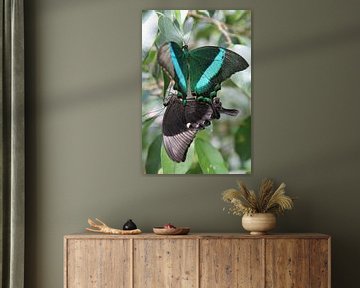 Parende groene vlinders van Tessa Louwerens