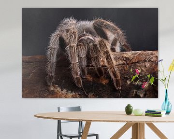 Chilenische Vogelspinne (Grammostola rosea) von Ronald Pol