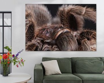 Chilenische Vogelspinne (Grammostola rosea) von Ronald Pol
