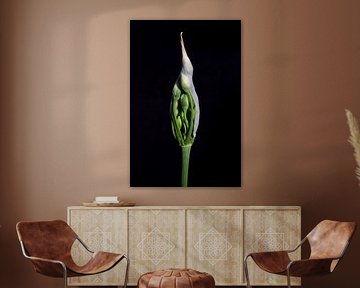 Allium Nectaroscordum Siculum