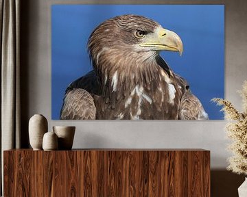 Europäischer Weißkopfseeadler (Haliaeetus albicilla) von Ronald Pol