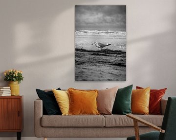 Seagull on the beach in black and white by Bild.Konserve