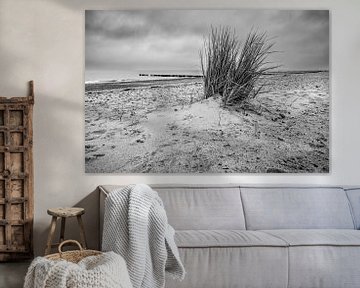 Duingras op het strand van Bild.Konserve
