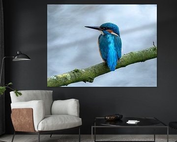 Eisvogel auf Ast - 1 von Galerij van Gert-Jan van Veen