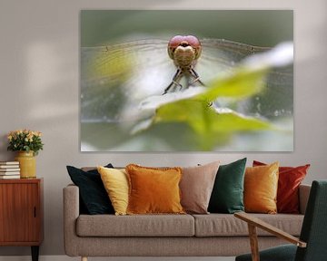 Dragonfly sur Frouwkje Fotografie