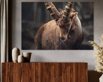 Koning van de Alpen | Steenbok van Laura Dijkslag