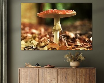 Fly agaric sur Frouwkje Fotografie