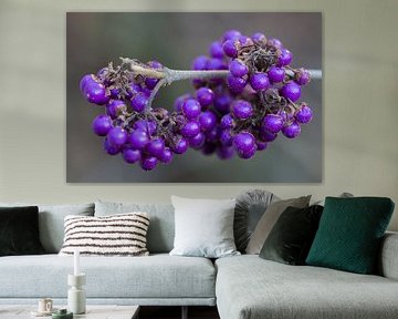 Callicarpa