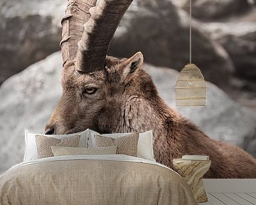 Alpine ibex in the mountains by Laura Dijkslag