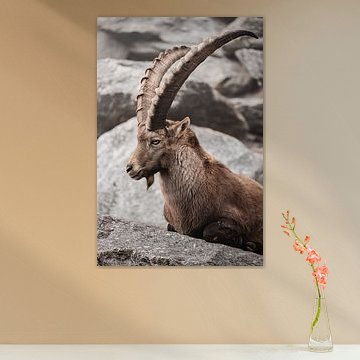 Alpine ibex in the mountains