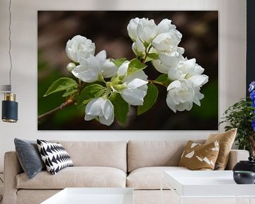 Spring blossoms