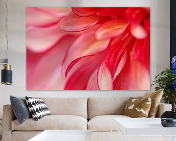 bloeiende dahlia heel dichtbij van stewic_