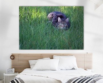 Een waakzame kat loert in het gras van stewic_