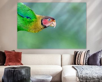 Rosengesichtspapagei in Ecuador von RobJansenphotography