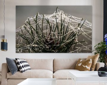 Spinneweb met dauwdruppels