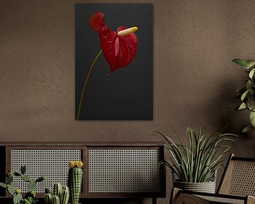 Une belle fleur rouge d'un Anthurium Sierra, le roi de la jungle !